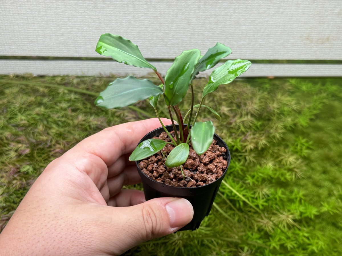 観葉植物 Homalomena sp. /