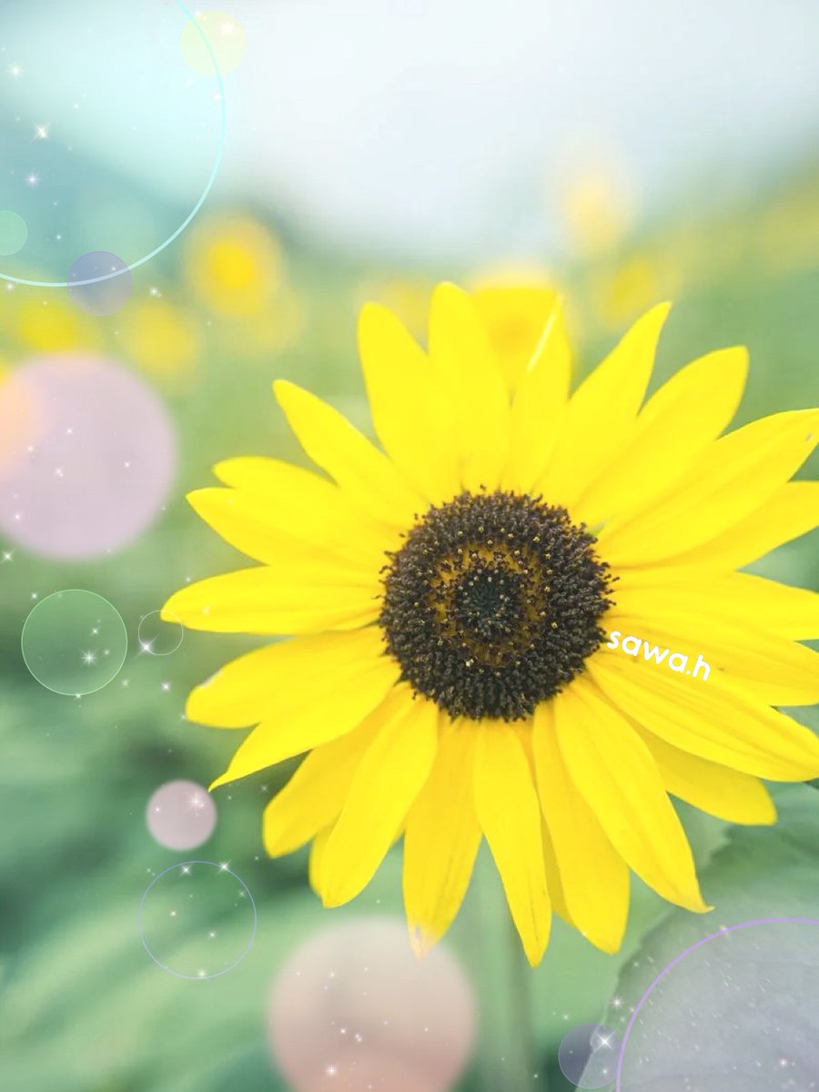 Sawa Horinosono tweet media