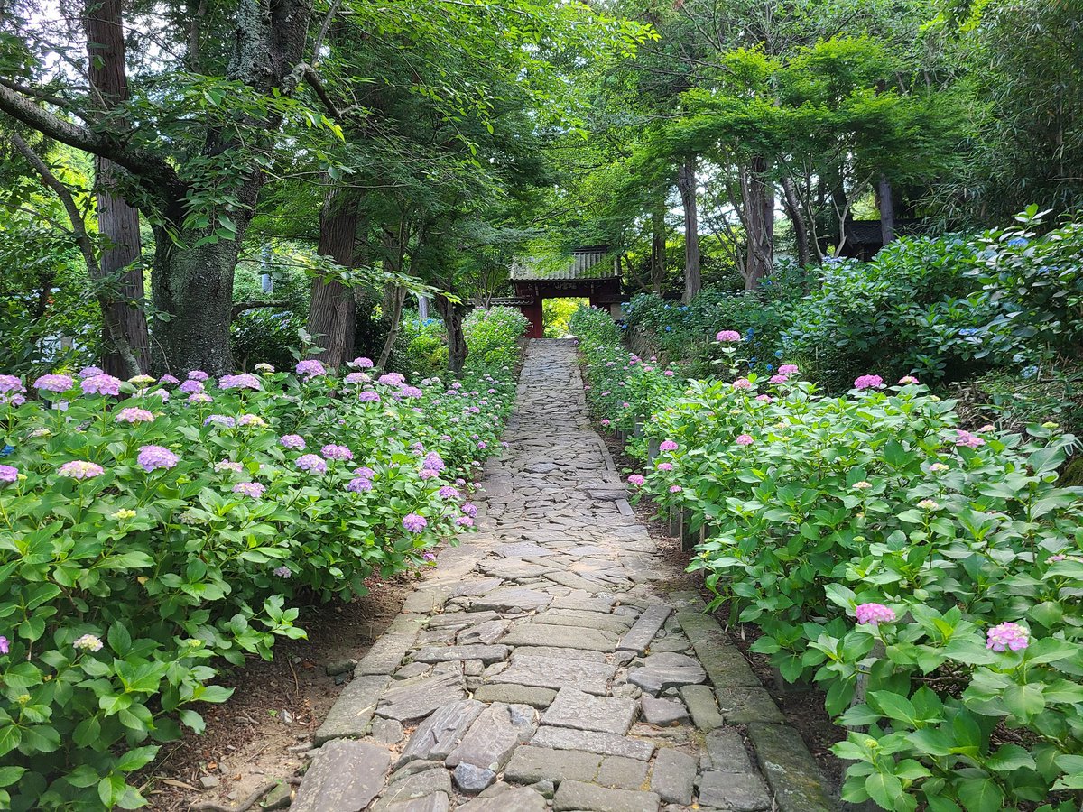 こんなに美しい写真を見て本当に驚きました。これは私が茨城県に住む亡くなった両親を訪ね、その後庭を散歩したときの写真です。私は花が大好きです。