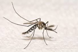kanatalakesca's tweet image. Councillor Curry’s office is hosting an update from GDG Environment (#KanataNorth’s Mosquito 🦟 Control Program) about the mosquito season. 

Join to listen/ask questions ⤵️

Tuesday July 30, 2024 at 7:00 pm
📍 Mlacak Centre Halls A &amp;amp; B.

🔗 🗞️ us12.campaign-archive.com/?u=12594173d00…