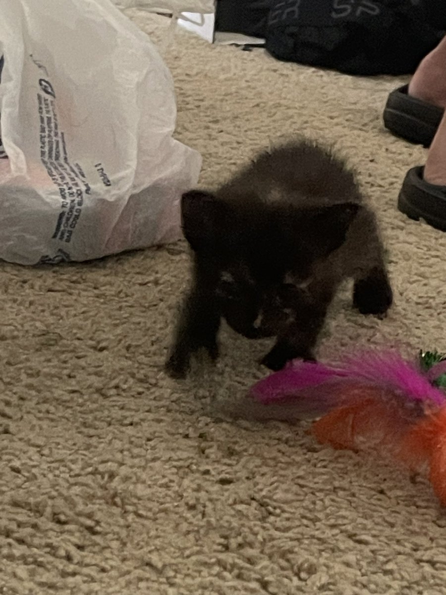 ayyyydaniel's tweet photo. EVERYONE, LISTEN TO ME,

say hi to umbreon https://t.co/enV4LjPpWn