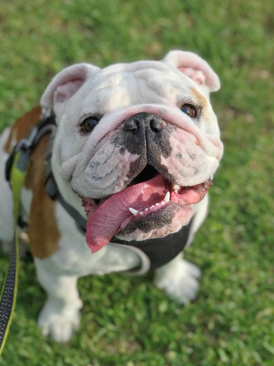 In memory of our baby Angel 🤍  You were our whole world. Your heart was so big, you filled our life with so much love and happiness. The happiest dog in the world, we’ll miss you forever.