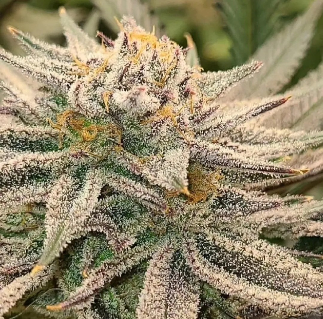 Evo Dream 
Feminized Photoperiods
 x10 seeds a pack
65
 15 packs left
 Bred by <a href="/Elite_Genetics/">Elite Genetics</a>
Mother: Agathlan
Reversal: Mimosa Evo
Genome: 60/40 Indica
Sex:Feminized
Growing Conditions:Multi-Topped Bush
Height:Medium
Flowering Time:56-63 Days
Yield:Heavy
walipiniseedbank.com/product/evo-dr…