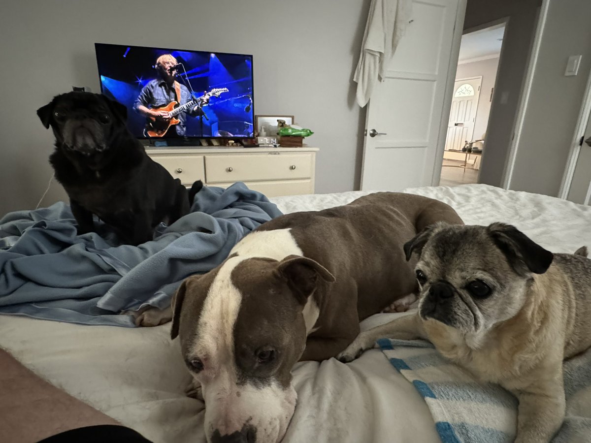 Hoss_Master's tweet photo. Tour with phriends. #phish #couchtour #pug #pittie https://t.co/vMBshioxxB