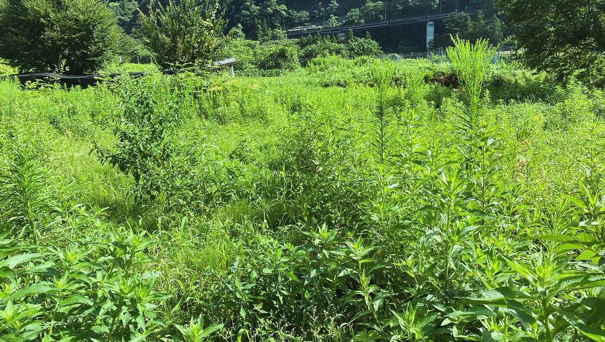 TabaGibier's tweet photo. 本日も晴天☀️
春に植えた在来種のジャガイモ（落合いも&amp;つや芋）畑の様子を見にきました。植え始めは、育ちがイマイチかなぁと思いましたが、なりも良く、サイズもいい感じ！

にしても、すごい草だな…

芋掘り頑張ろ。

#丹波山村
#タバジビエ
#在来種野菜
#じゃがいも
#つやいも
#落合いも https://t.co/pfmDz92qeq