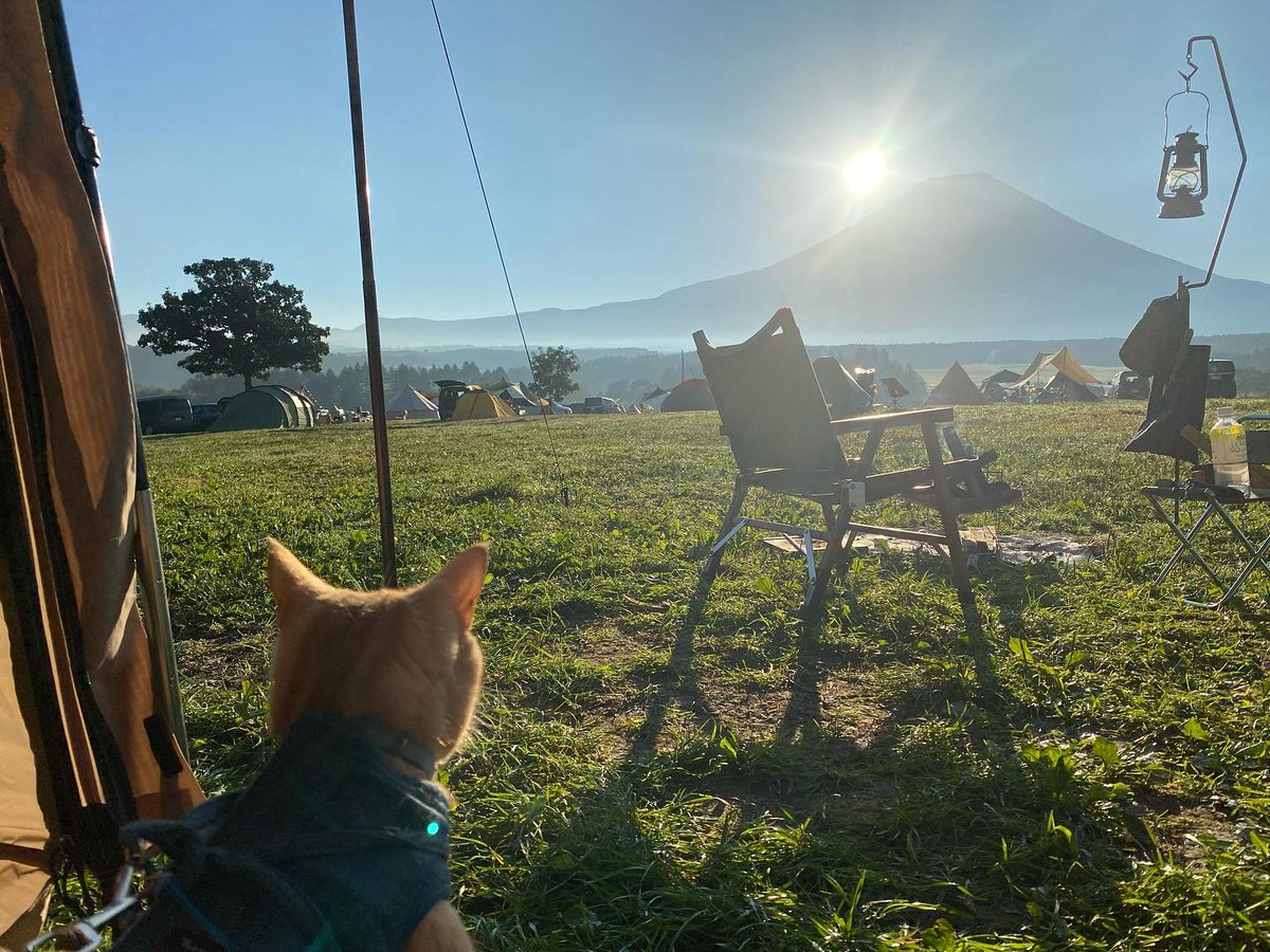 キャンプ猫🐈
ふもとデビュー
富士山🗻は大きいにゃ〜

お決まりのコンセントジッパーから顔を出すも体は出ずw

#キャンプ猫
#猫キャンパー
#キャンプ
#富士山
#ふもとっぱらキャンプ場
#朝日
#アメリカンショートヘア
#猫がいる生活
#猫好きさんと繋がりたい
#猫キャンパー仲間増やしたい