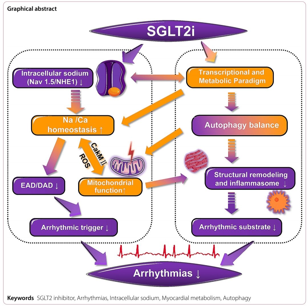 javier20ch's tweet photo. Potencial efecto antiarrítmico de los iSGLT2. 🫀⚡️
✅️Se reconocen 2 vías que se complementan y cooperan entre sí para promover los efectos antiarrítmicos de los iSGLT2:⤵️
🟩Vía sodio intracelular (efecto inmediato): afecta los niveles de Na intracelular a través de sus acciones sobre Nav1.5 (que regula INa,L) y NHE1. ⚡️🫀
🟩Vía metabolismo-autofagia (efecto a largo plazo): evocan el paradigma transcripcional y metabólico que se asemeja a la hipoxia y el ayuno, y optimiza la autofagia, acompañada de alteraciones en múltiples entidades moleculares, como AMPK, SIRT1, HIF y AKT. 🔄🫀

📥📚⤵️:
https://t.co/ISWOKeFGSI
https://t.co/tg9xQl3TTl