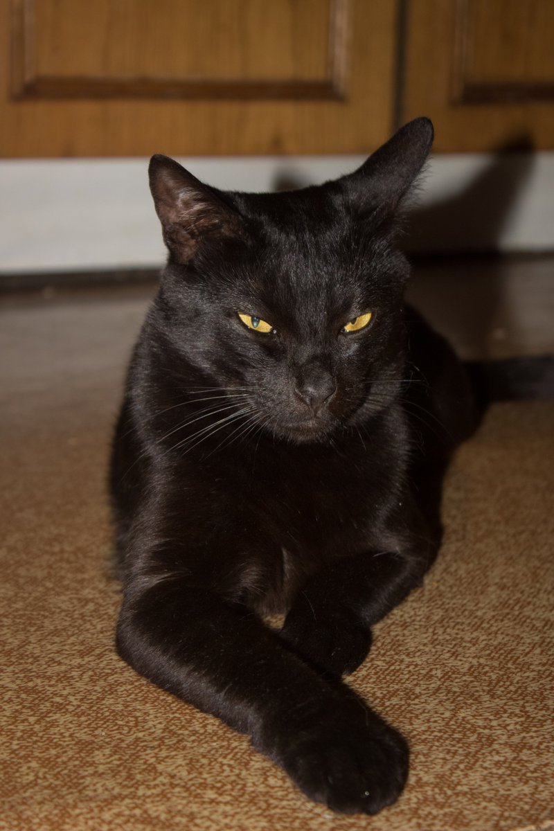 VLapkax's tweet image. GM from Marsik🌻
#Caturday #cat #cattwitter #caturdayy