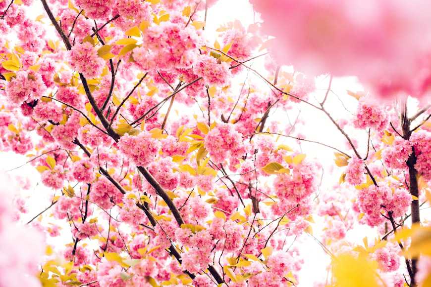 He gives us grace in abundance, God opposes the proud, but gives grace to the humble.