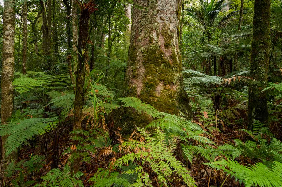 Treemissions tweet media