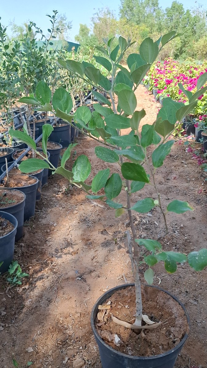 سدر صينى تفحاى وبيضاوى وبناتى موجود جميع الكميات تبراك الرياض للتواصل  ٠٥٣٨٤٩٣٥٧٧