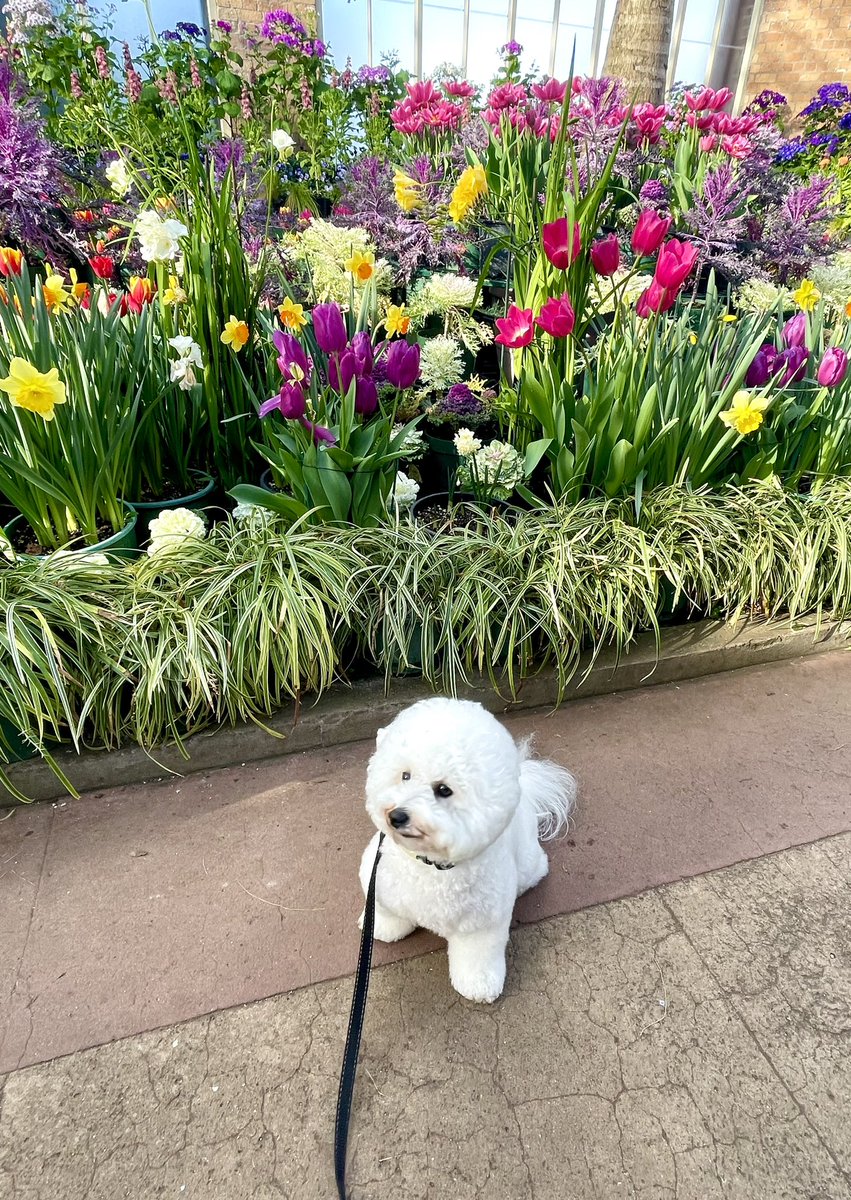 NatashaBarret18's tweet photo. Pup Sunday - posing with the flowers & ferns 🐶 🌷🌿
#Auckland #shotoniphone #iphonephoto #iphone12pro #dogs #BichonFrisé #domain #Aucklanddomain #wintergardens #fernery #tulips https://t.co/Zsr7Nr8bqq