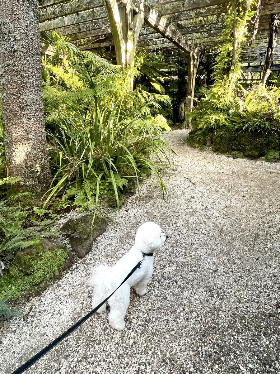 NatashaBarret18's tweet photo. Pup Sunday - posing with the flowers & ferns 🐶 🌷🌿
#Auckland #shotoniphone #iphonephoto #iphone12pro #dogs #BichonFrisé #domain #Aucklanddomain #wintergardens #fernery #tulips https://t.co/Zsr7Nr8bqq