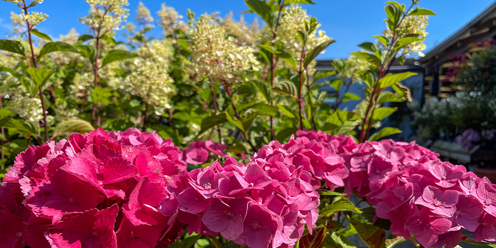 It's not too late to add hydrangeas to your garden this summer ☀️ 

Beautiful hues of pink to decorate your outdoor space.

Come in-store to see our full range of hydrangeas available!

#Hydrangeas #Gardening #SummerGarden #Garden #Outdoors