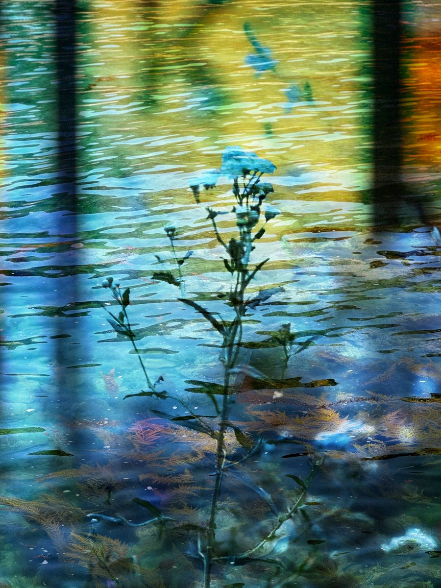 求めていたものは
なんだったんだろう
風ばかりを詠み
星影にまぎれ
光を散らし
終いの雨に溺れて
誰かにとっての君を
埋もれたままの言葉を
群れ飛ぶ無数の影を
掬いとった糠星を飲み干し
七月の瞬きは
あの幻想交響曲
遙か雲間の雷鳴に消えて