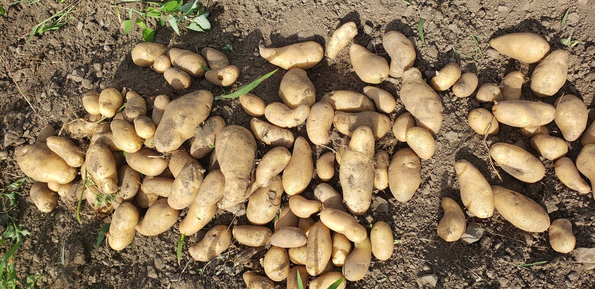 大人気品種の　メークイン 64 大人気品種の メークイン 64 メークイン 種芋