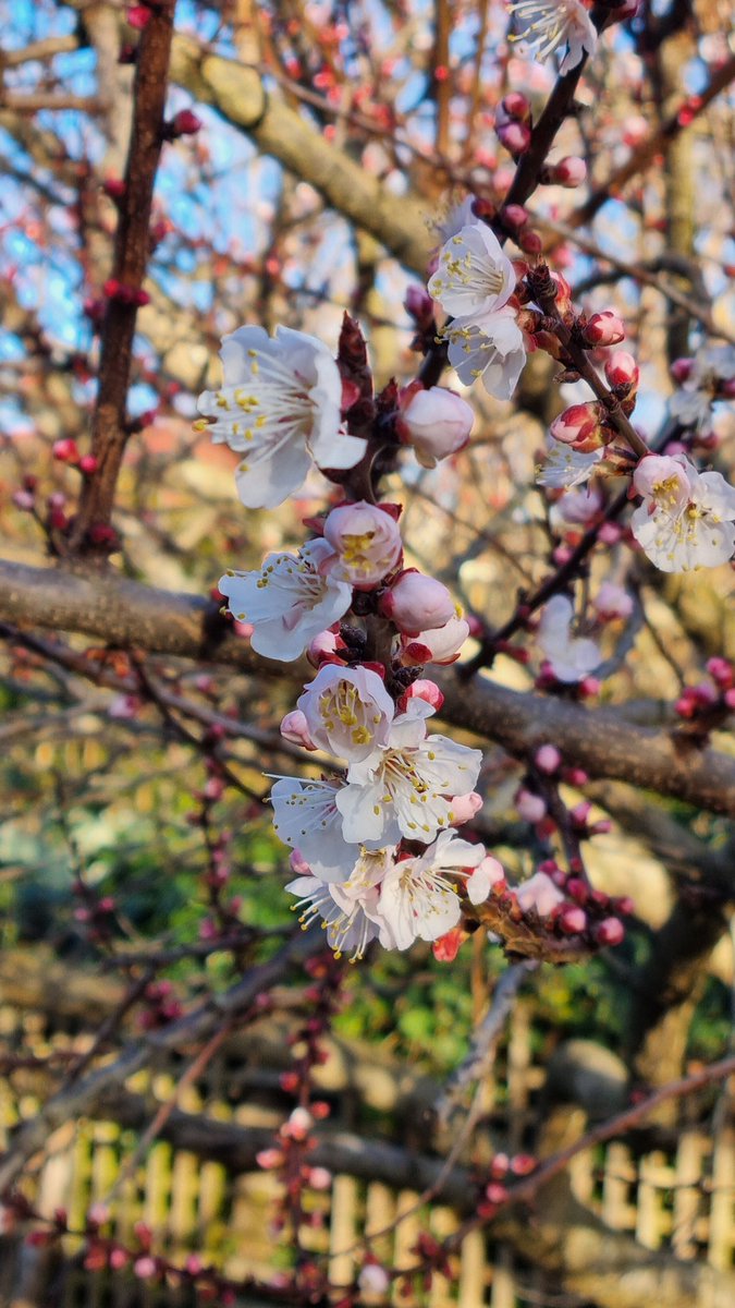 Apricot blossoming already 🌸🍑 🤯