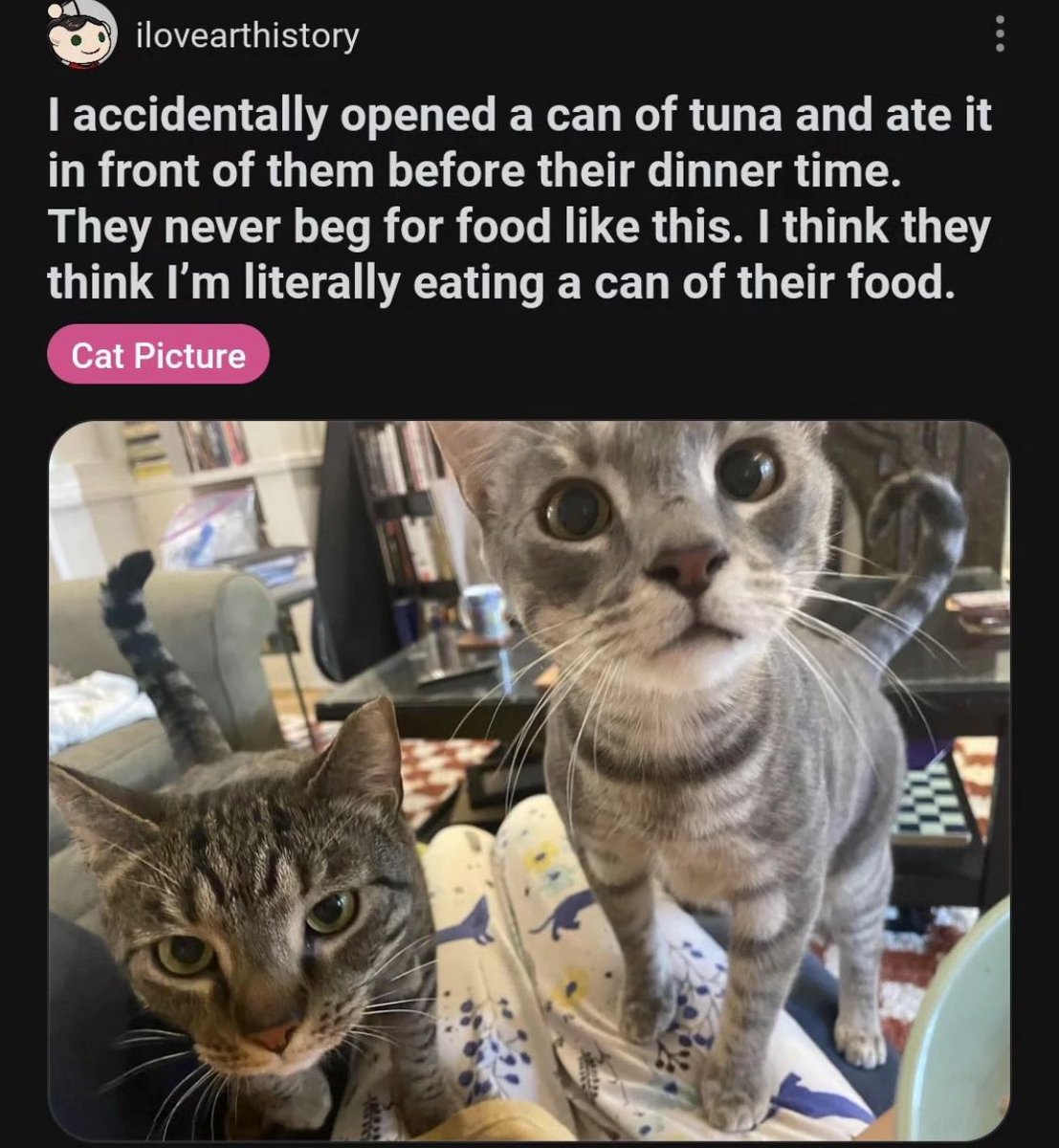 Punch Cat tweet media
