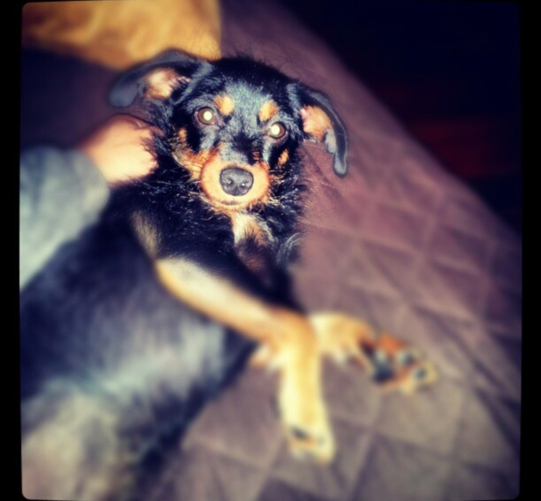 kylejrausch's tweet photo. @MrZackMorris My little Cricket just walked that bridge, and I can not wait to see her again!!! Love seeing Charlie pics!!! https://t.co/BfNVJIeN6p