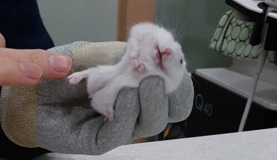 임보했던 햄스터들과 함께...
알바생은 직장인이 되었고 직장에서 자리도 안정적으로 잡았다고 합니다...😶
슬슬 햄쥐들 임보를 다시 준비해보려고 합니다!

야금야금 들어와서 지켜볼게요
다시 잘 부탁드립니당 😘