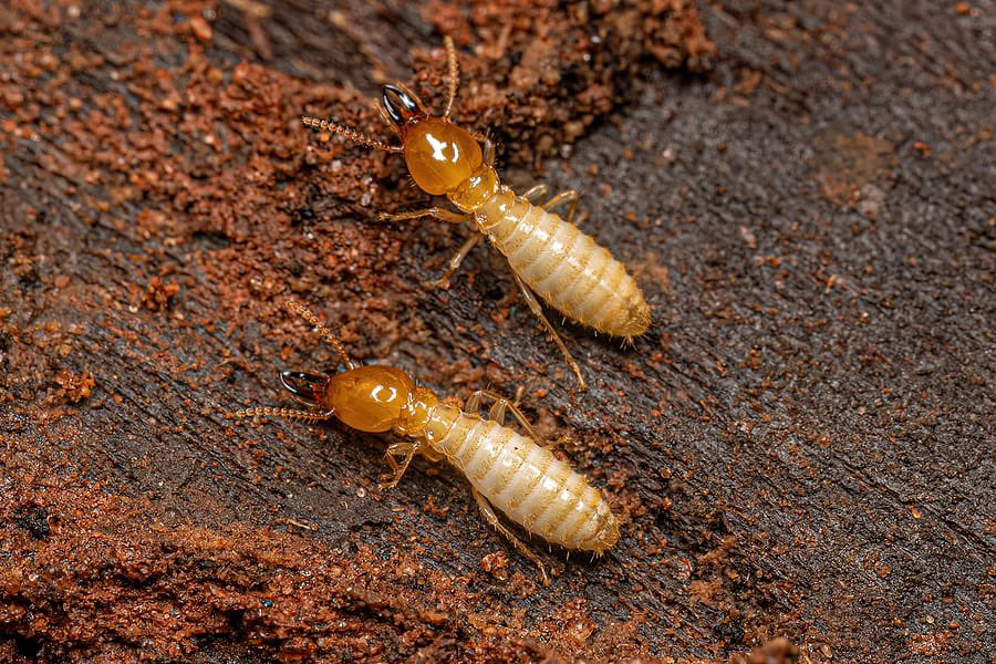 termite915 tweet picture