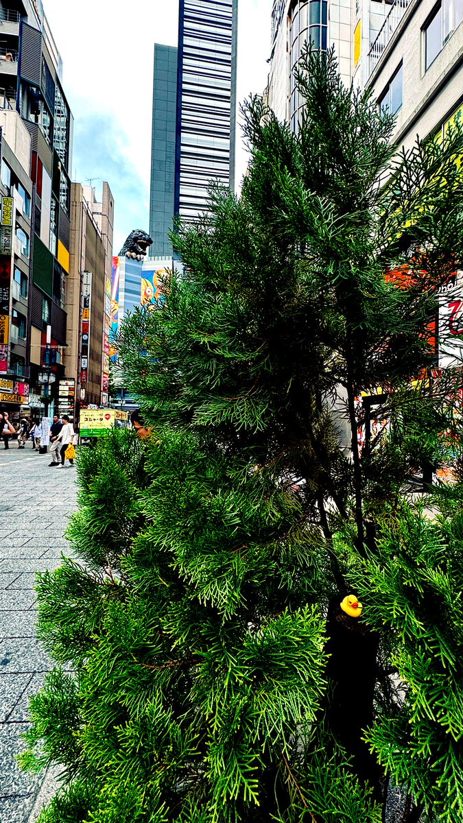 jaysonstreet's tweet image. This ’brave’ 🙄 #DuckArmyInvasion recruit would only deploy this close to the big guy if I hid them in the tree! 🤦🏻‍♂️ 😂