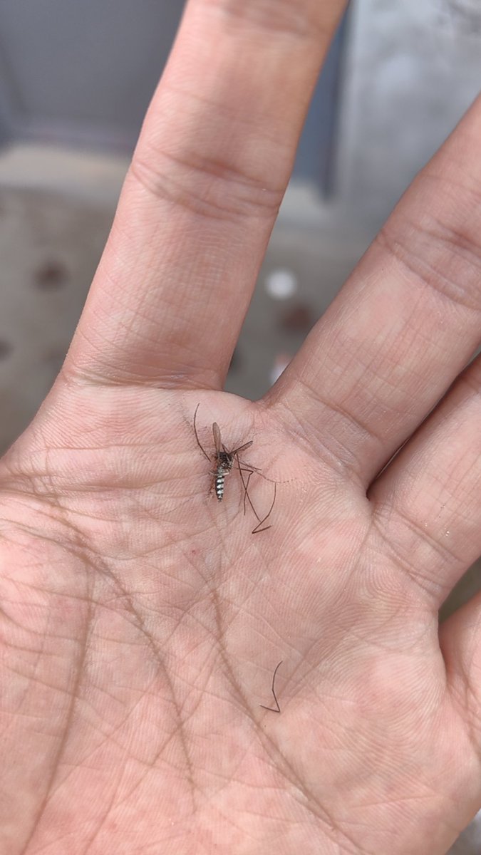 尼玛的 头一次上厕所 勾八让蚊子咬个大包！！真鸡巴痒死了