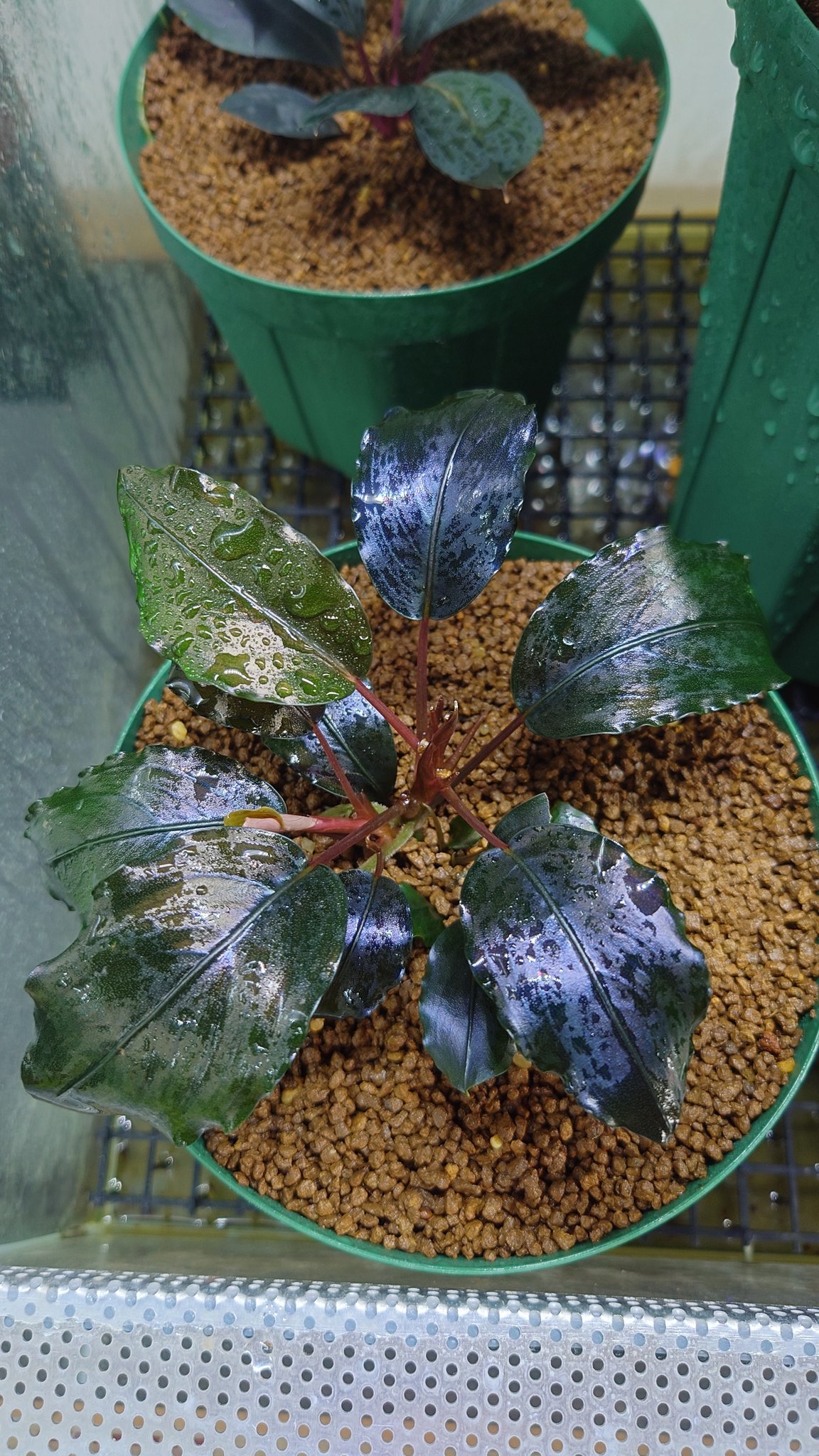 水草 Bucephalandra sp. Black herrykafa Bucephalandra - Metallic Black