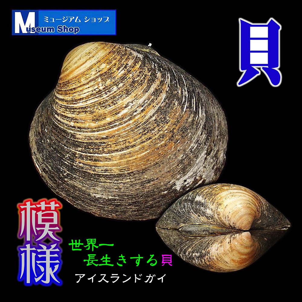 貝標本ソマリアソデガイ （蓋無）