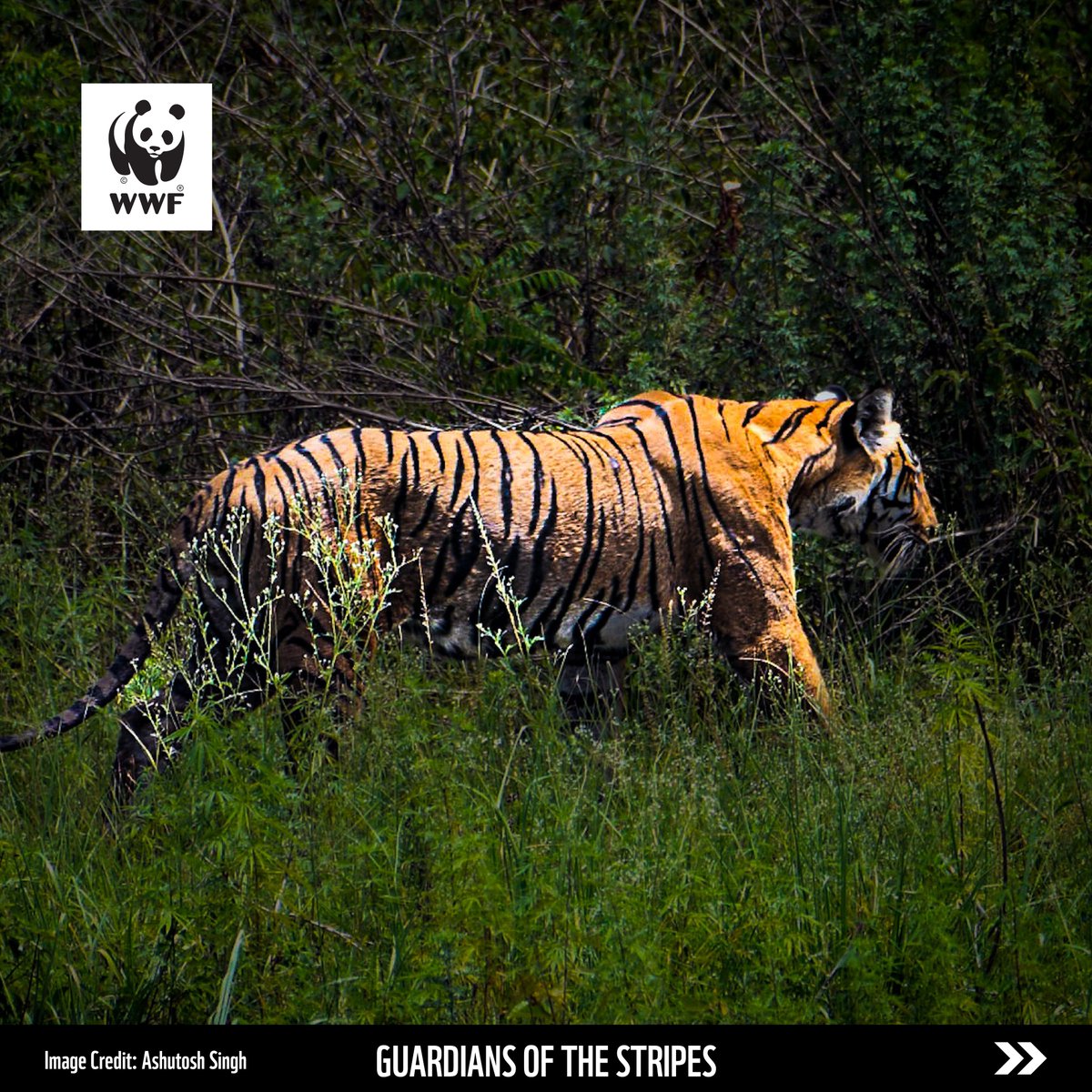 WWF-India tweet media