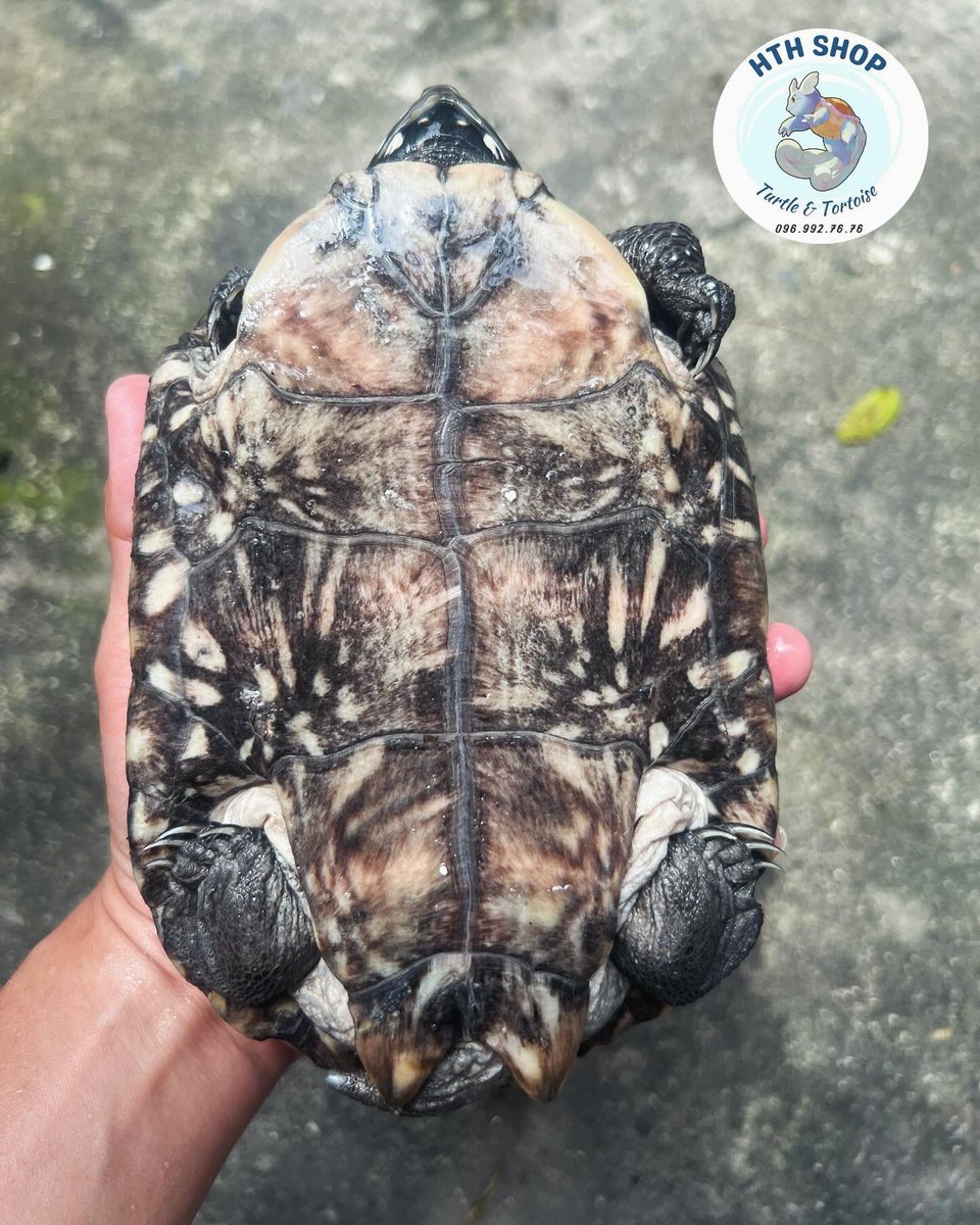 hthshop91's tweet image. Trời đêm 🦅🦅🦅 

#Hthshop #hamiltonturtle #ruasaodem