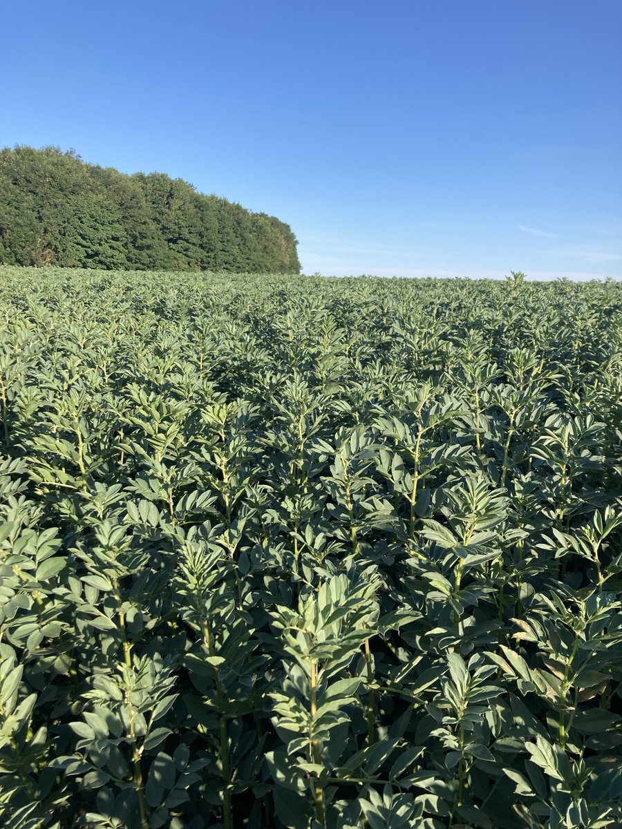 Paul Temple tweet media