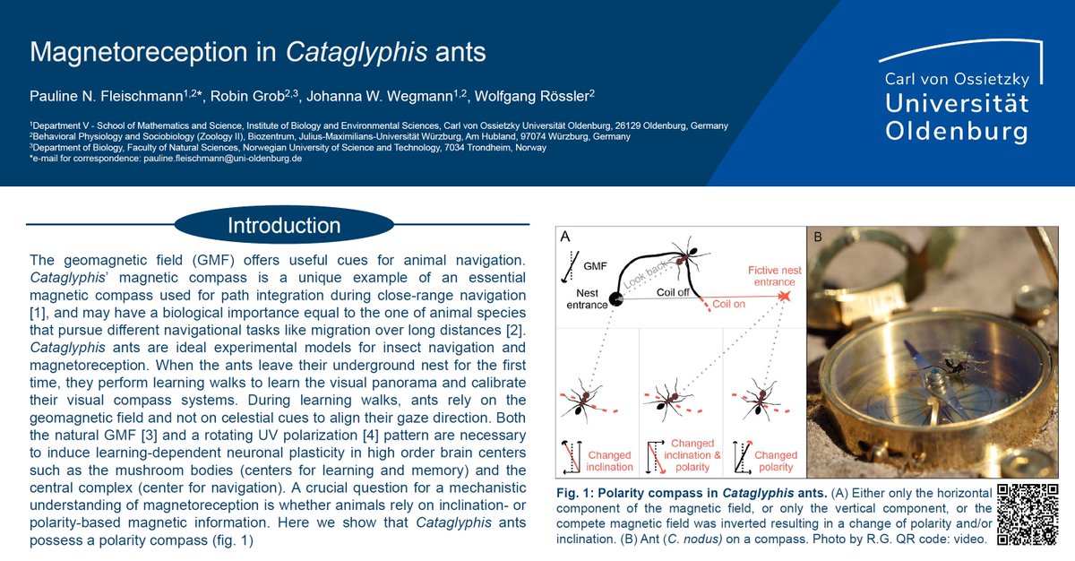 🥇Discussing exciting #neuroethology topics🤩If you are interested in how #ants use the #magneticfield come by tomorrow at my poster ➡️PS1.219 #icn2024berlin🐜🧭
🥈Meeting friends &amp; @neuroethology colleagues😍
🥉Being back in Berlin where I was born &amp; my science career started 🥰