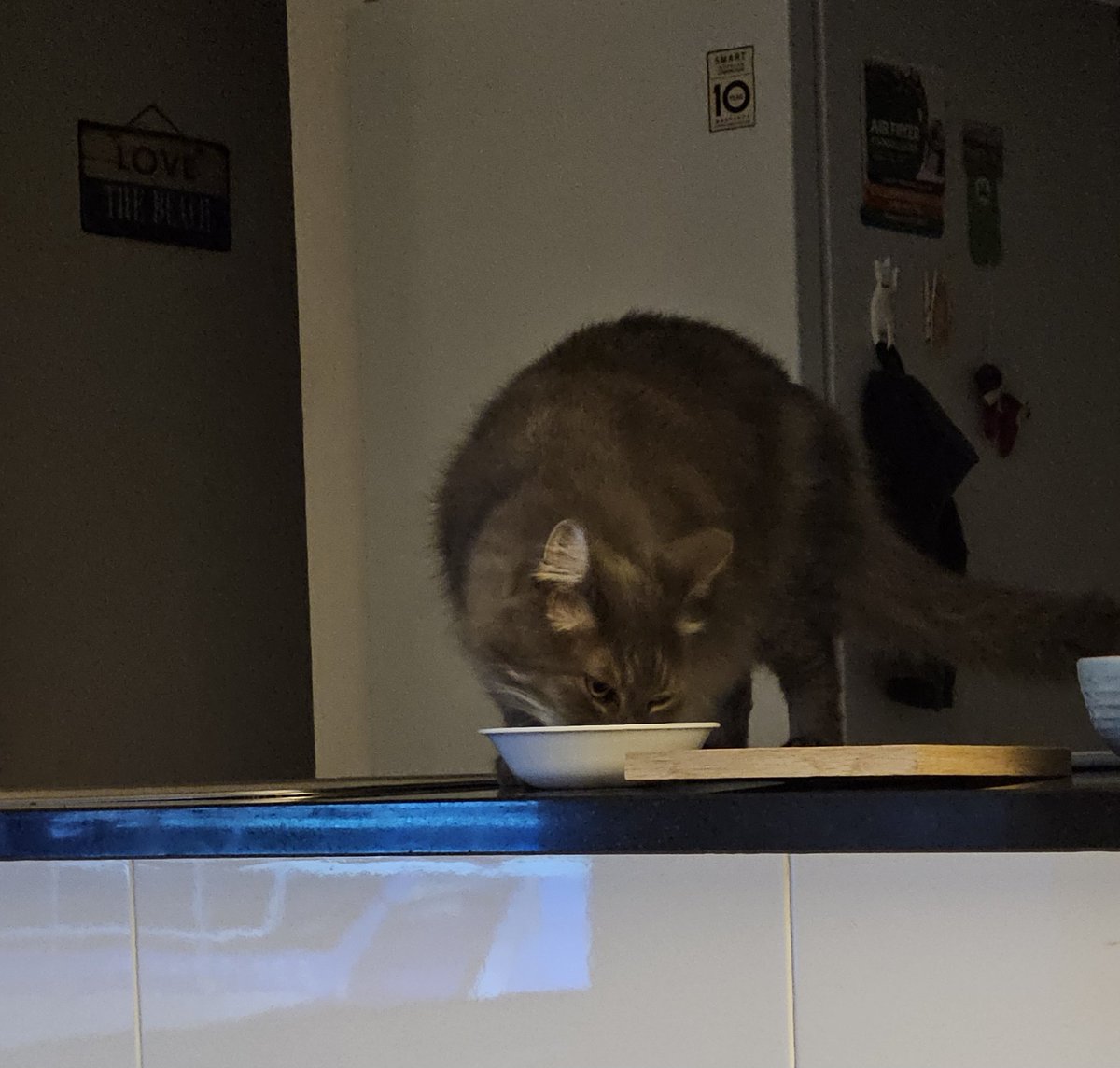 millyfromoz's tweet photo. Taught my mum a lesson last night.
She got my treat+medicine ready early and left it on the counter to give me at bedtime.
She won't do that again !
#EpicFail
#GetOffTheCounter
#DoILookAsIfICare https://t.co/YTyH1mDz6J