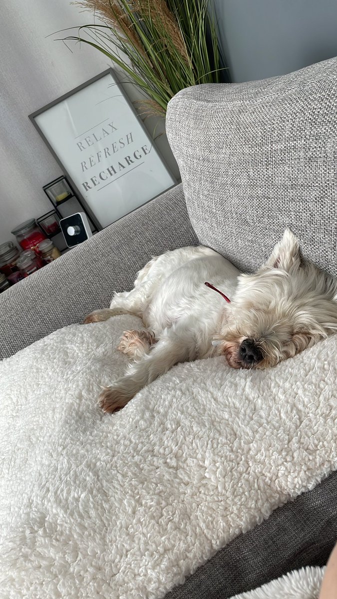 Georgie__Dog's tweet photo. I’m back! 13 now. Not as naughty as I used to be. Bit of a grumpy old man but still love a snuggle 🤍 https://t.co/6xnmLrHfwe