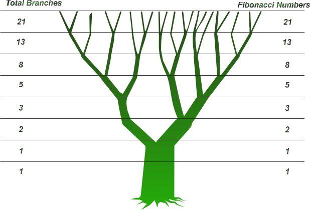 AshishMeher7's tweet image. 6/8  
🌱 Nature’s Patterns
Fibonacci numbers appear in natural patterns like flower petals, pinecones, and seashell spirals. 🌺🌰🐚 This series describes how things grow in nature!
#NaturePattern #Petals #Flowers #Nature #Fibonacci #Tree