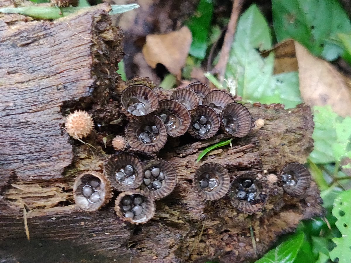 Seeing the Bird nest mushroom after a long time. These are such amazing organisms. Read more about them here ...wildwanderer.com/the-earth-star…