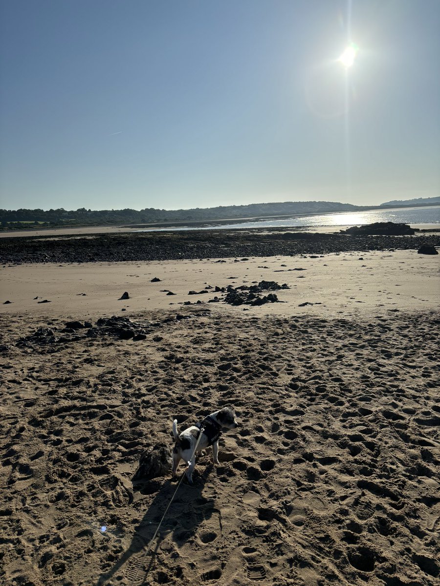 Sometimes the simple things can reset the mind. Just me, my dogs and the sea. Early morning stroll on the beach is the best way to start the day.