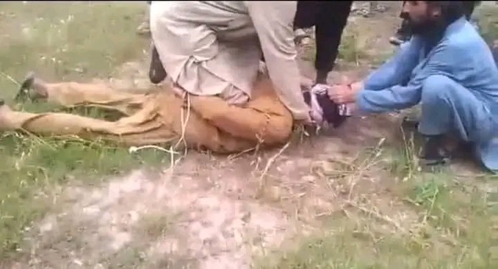 Alham2029's tweet photo. پورې غاړه يارانو غچ اخستل د بوکلين له ډريوره پيل کړه 
💪💪💪 https://t.co/fOKfHdyYmh
