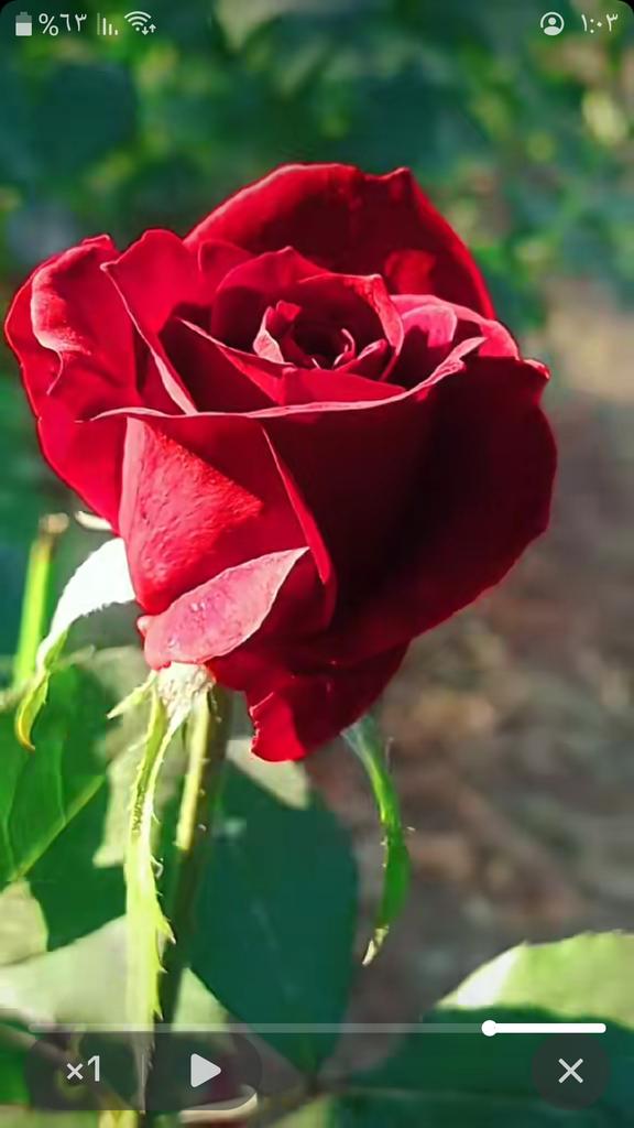 صباح الخير لكل متابعي