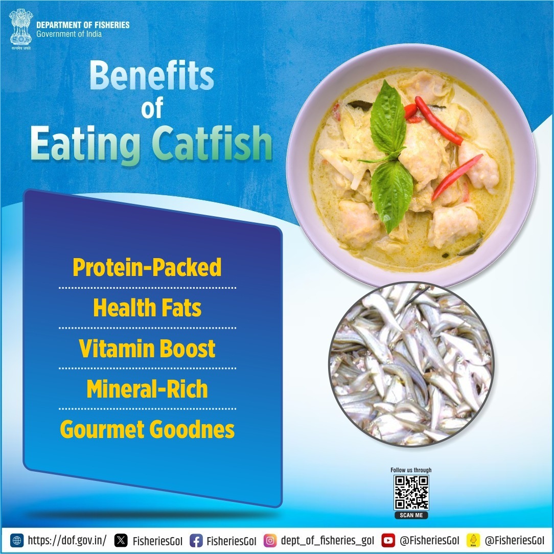 FisheriesGoI's tweet image. Boost Your Health with Catfish: Rich in nutrients and Packed with deliciousness
#DeliciousCatfish #SeafoodBenefits #NutrientRich #CatfishLovers