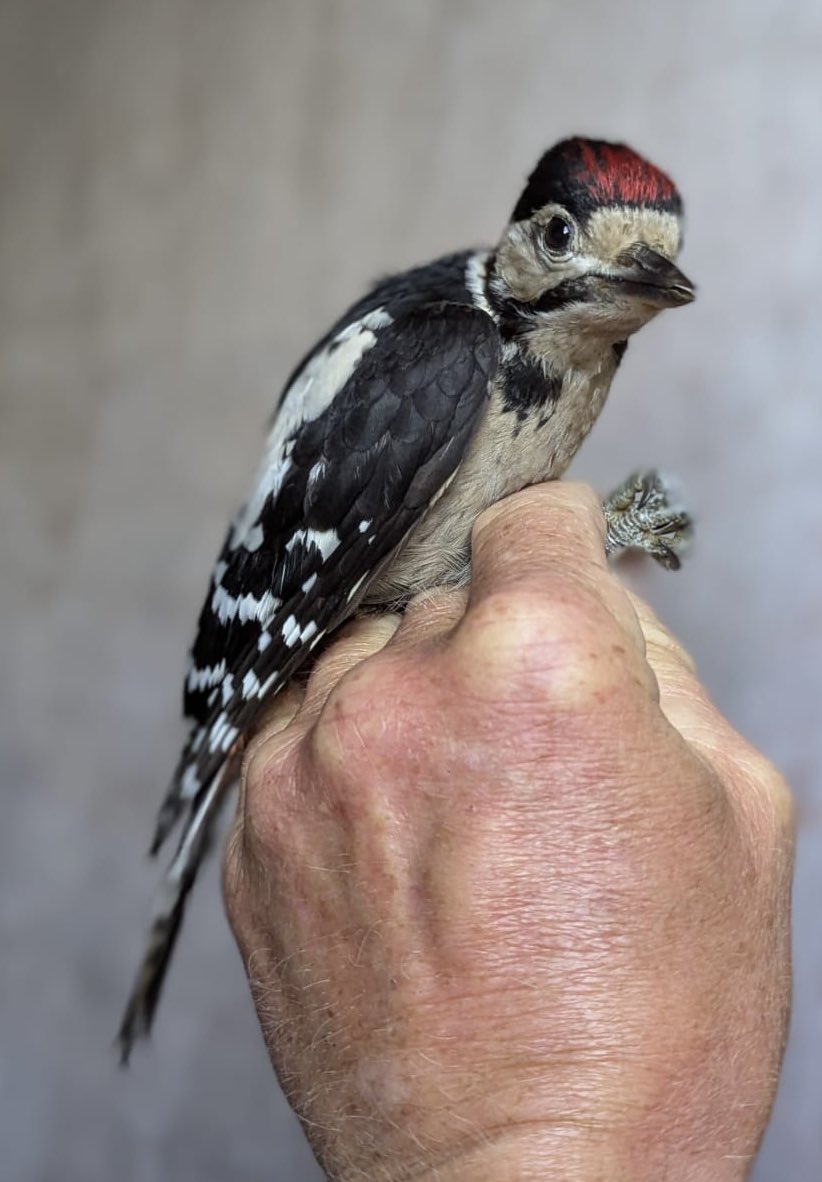 Mark Cutts (@slashercutts) on Twitter photo First ringed a few weeks ago, this Juvenile Great Spotted Woodpecker is the 64th species of bird I have processed at #culverwell
#Portland #Dorset <a href="/PortlandBirdObs/">Portland Bird Observatory</a> First ringed a few weeks ago, this Juvenile Great Spotted Woodpecker is the 64th species of bird I have processed at #culverwell
#Portland #Dorset <a href="/PortlandBirdObs/">Portland Bird Observatory</a>