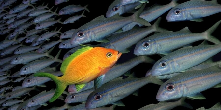 pwrdbyrog's tweet image. Weak signals represent a small number of people who have the courage to think differently or do things a little differently from almost everyone else. Faced with such uncertainty, it’s time to ask for fresh ideas. #disrupt5 #weaksignals #trends #freeuniversity #thinkaboutthis