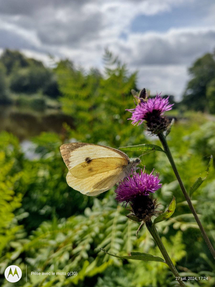ThiChaplain's tweet photo. Hier après-midi j'ai vu un paquet de papillons en bordure du #halage sur la commune de #Glomel. https://t.co/4vyqU5L3xq