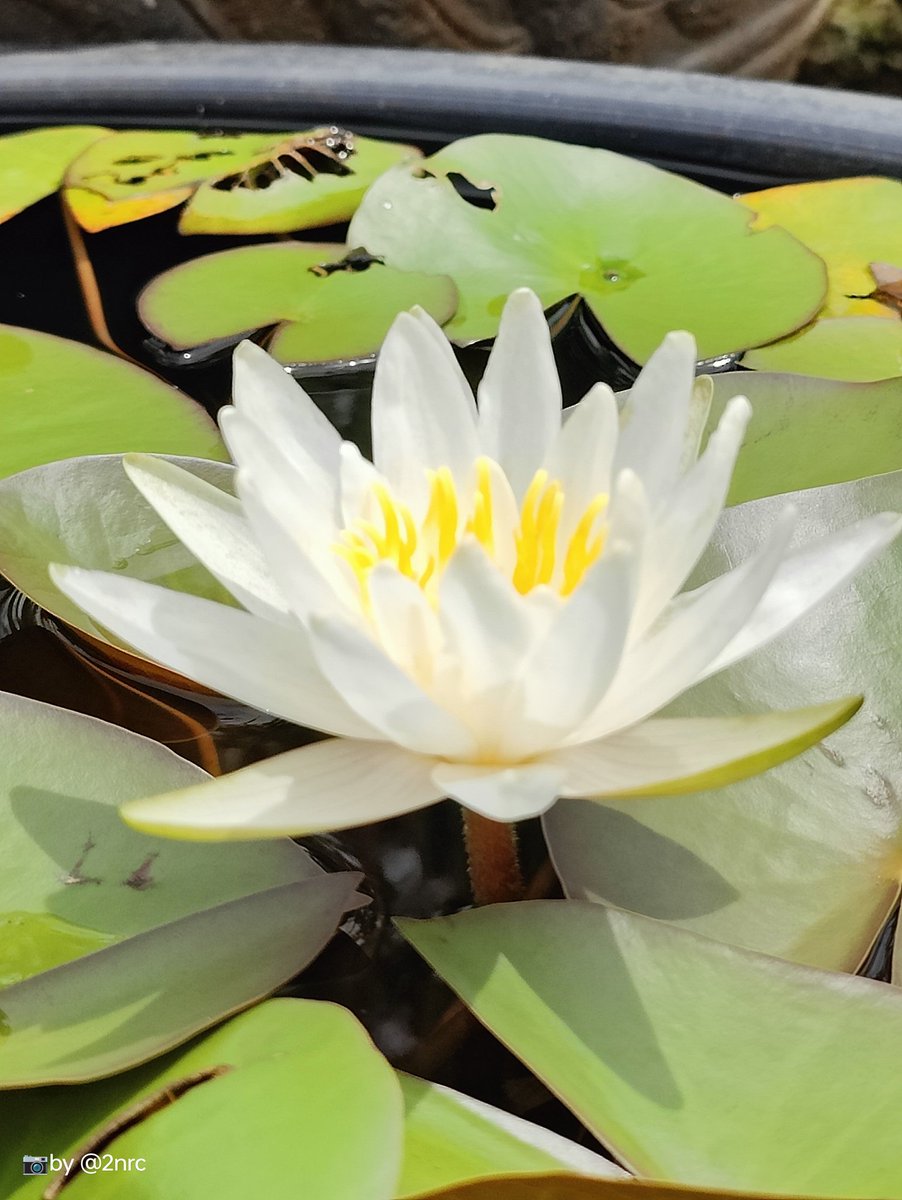 2nrc's tweet photo. வெள்ளை அல்லி #myClick #myGarden #veryHotSummer 🥵🥵 https://t.co/baZ9CVgQ4x