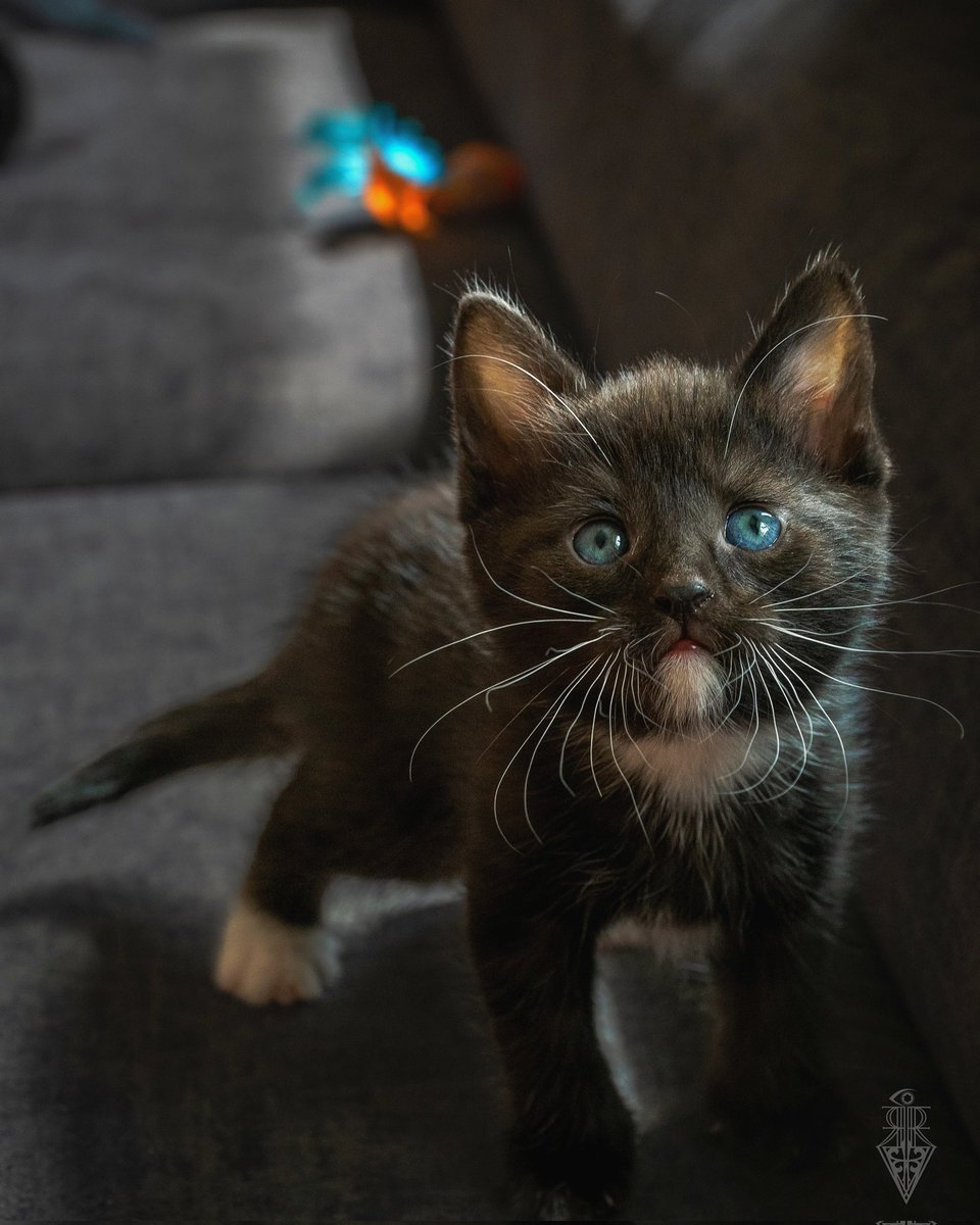 Vortex_Rb's tweet image. Mavis🐈‍⬛

#Mavis #cat #love #ANIMAL