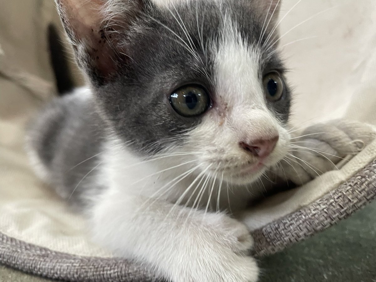 rs4tym7's tweet image. 岡山昼公演で言ってたウチのペット写真、遅らせながら載せときます #MSMW