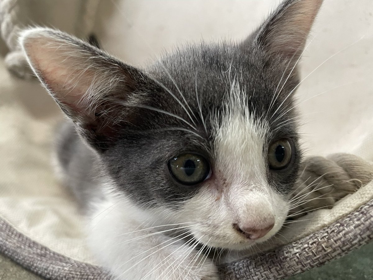 rs4tym7's tweet image. 岡山昼公演で言ってたウチのペット写真、遅らせながら載せときます #MSMW