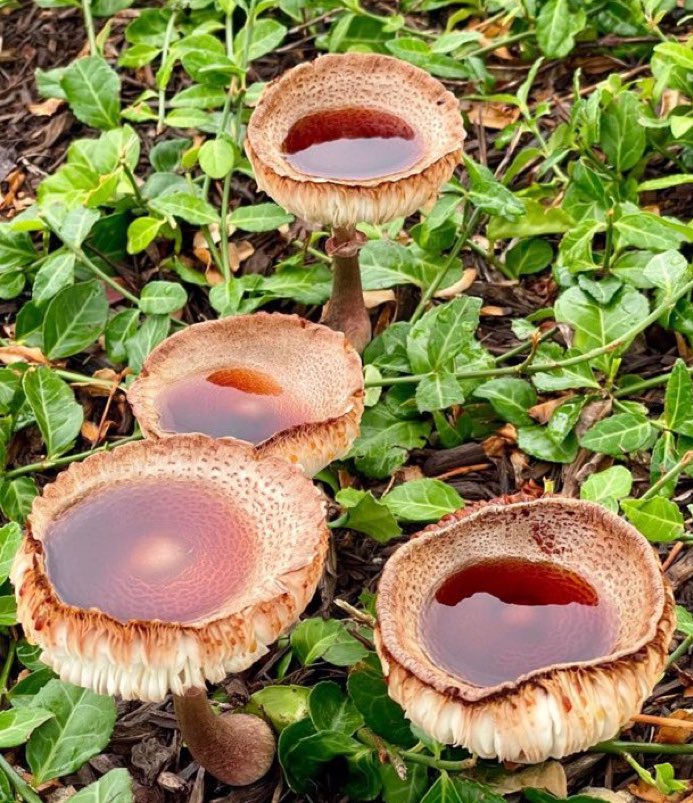 Yorkshire puddings with gravy growing in the wild.
