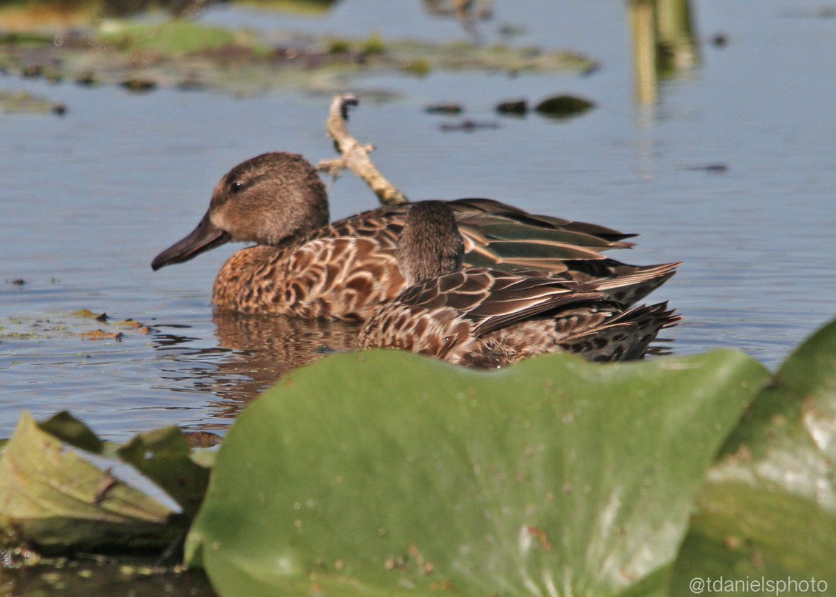 Terry Hlywka tweet media